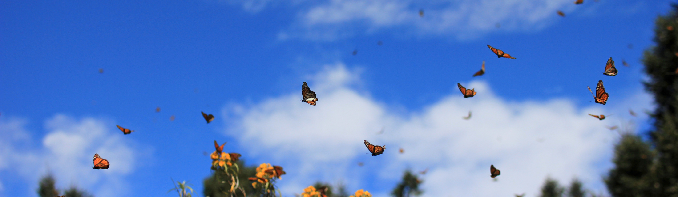 Monarch butterflies flying over orange flowers against a blue sky.