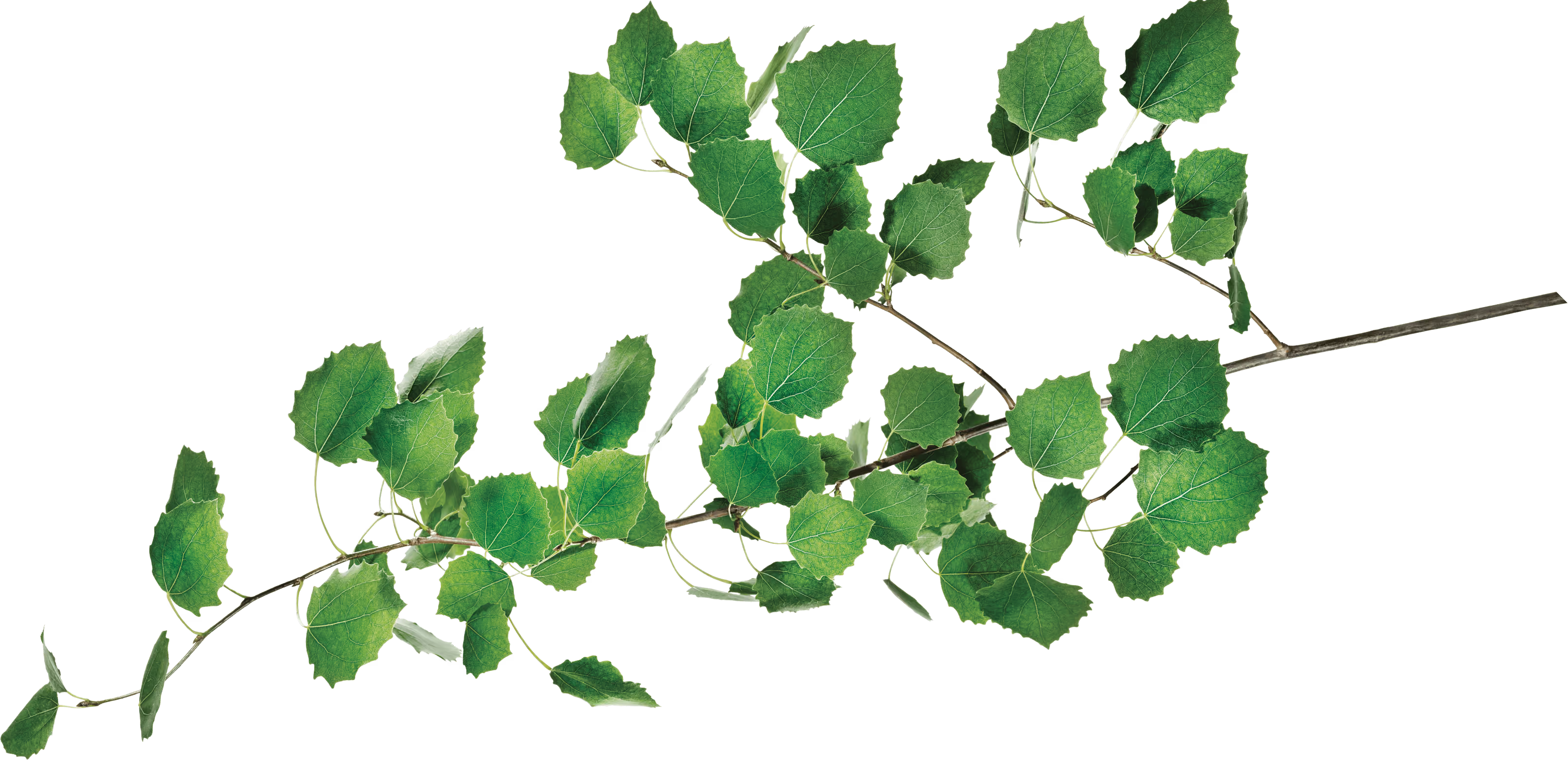 Green leafy branch with multiple small leaves and thin stems.
