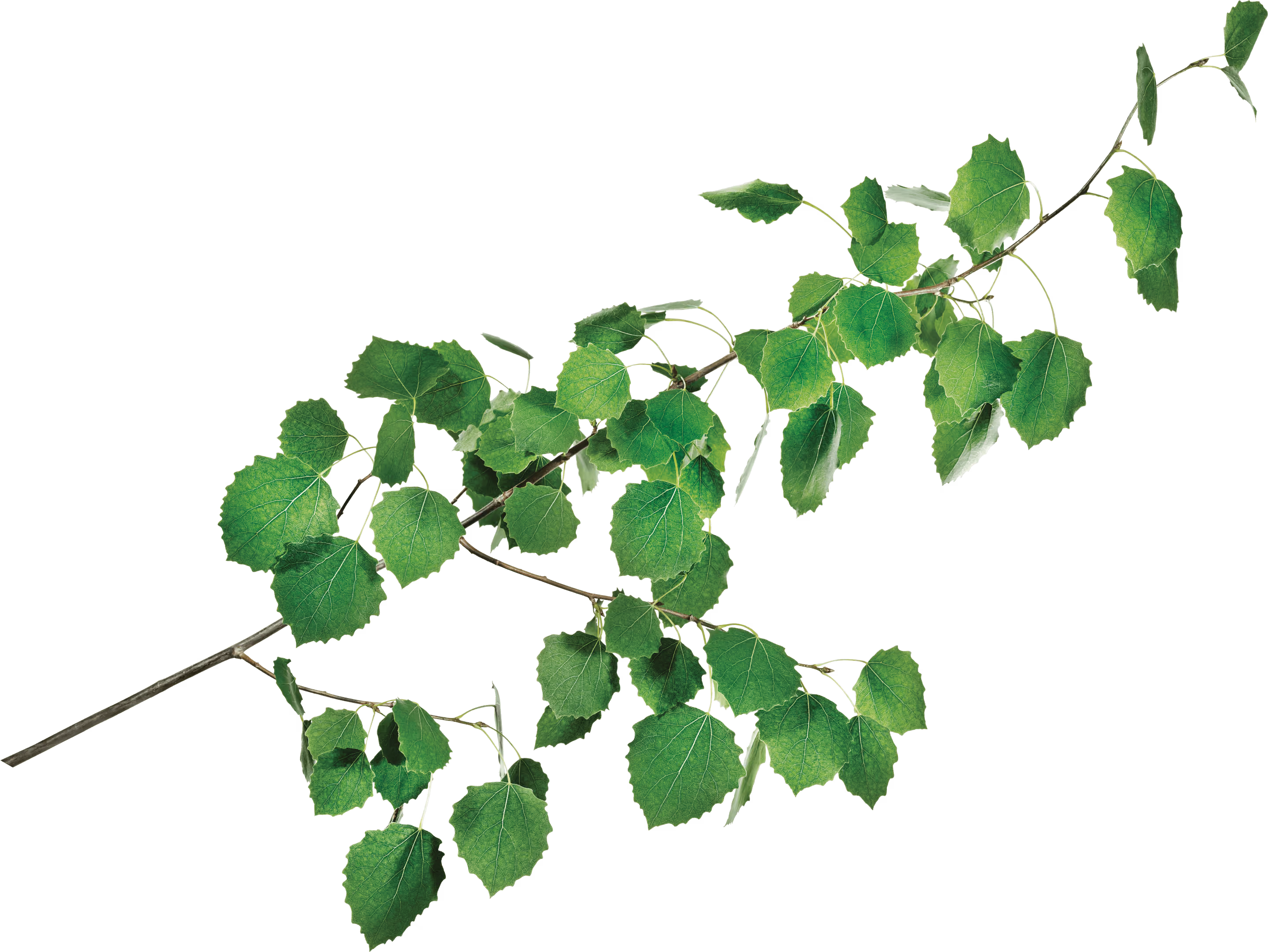 Branch with vibrant green heart-shaped leaves and a slender brown stem.