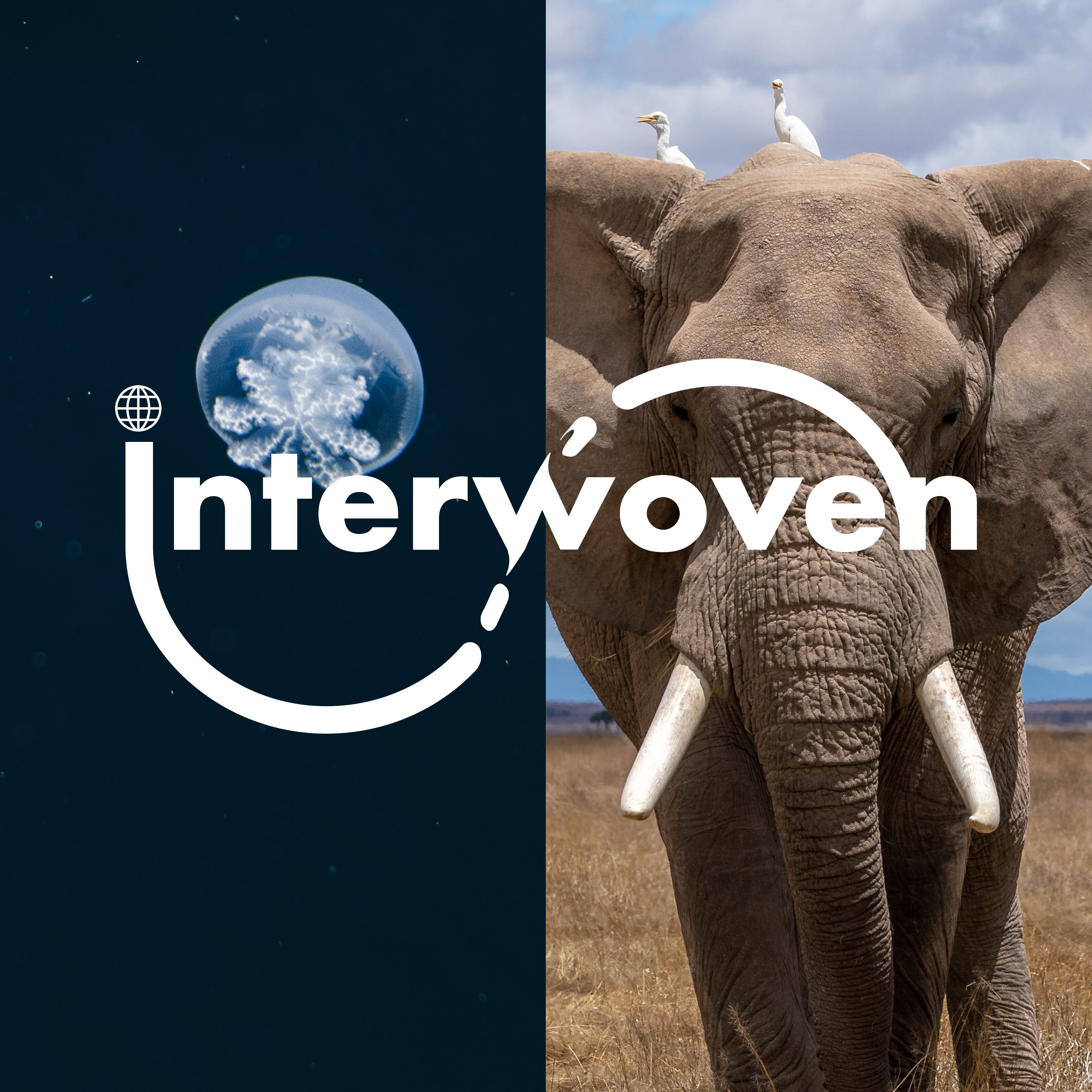 Split image with a translucent jellyfish on the left and a close-up of an elephant with two birds on its head on the right, overlaid by the word Interwoven.