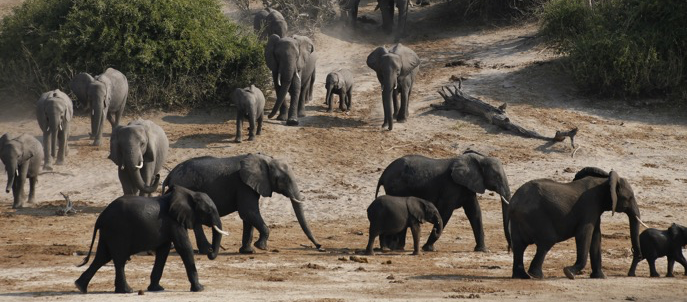 Elephants at Muchenje Campsite, Botswana