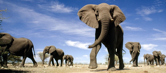 Elephants at the Onguma Private Reserve