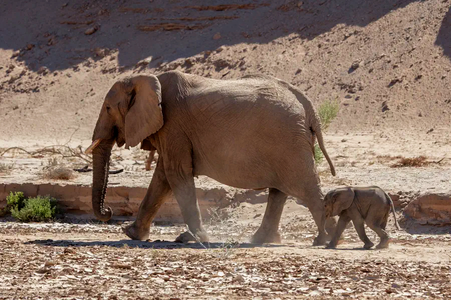 elephants in Kaokoland
