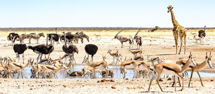 Etosha wildlife