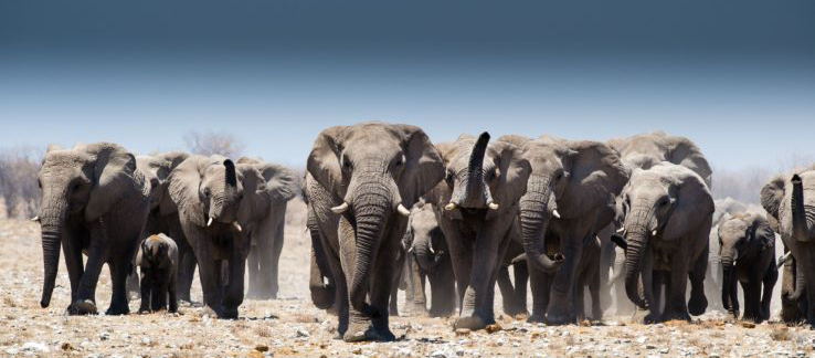 Elephants in Etosha National Park