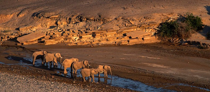 Elephants in Kaokoland
