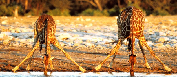 Giraffes in Etosha