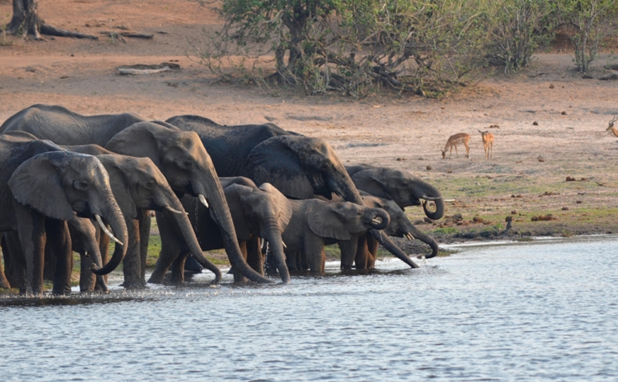 Elephants, Chobe