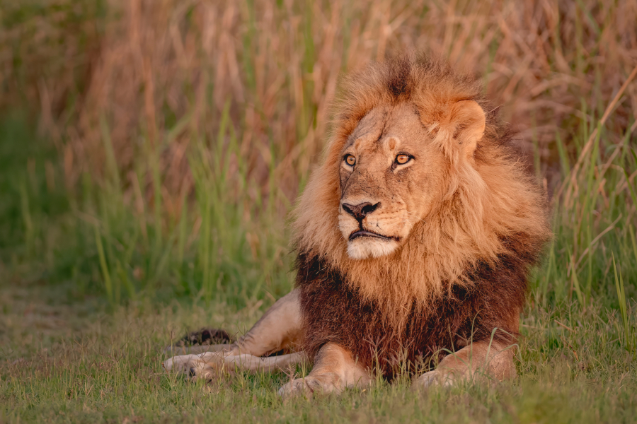 Lion in Moremi Game Reserve