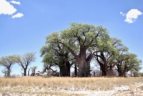 Baines Baobab Campsite, Botswana