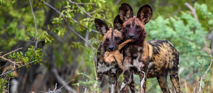 Wild Dogs, Savuti