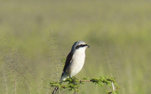 Shrike, Motopi Pan