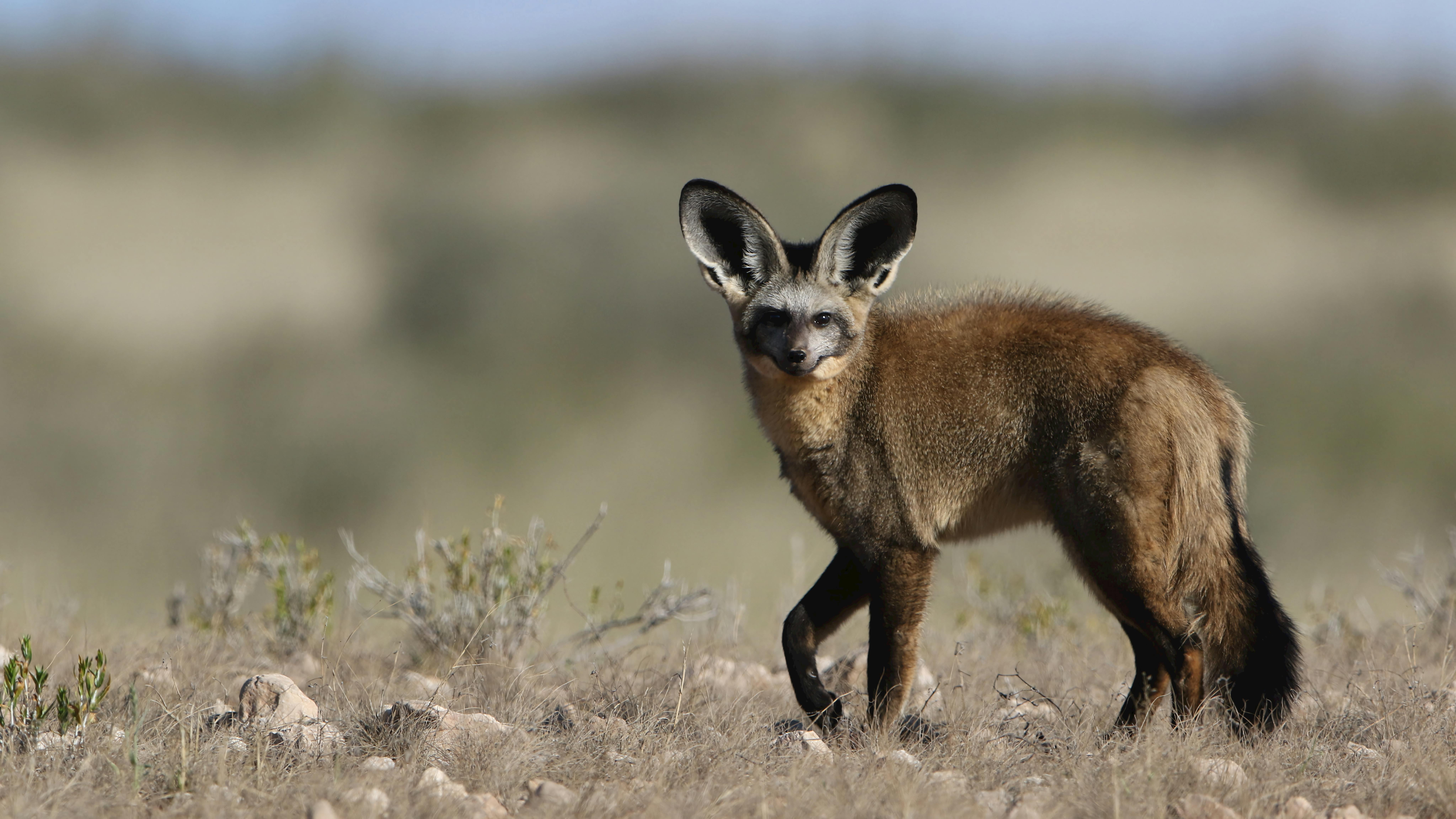 Bat-eared fox, Central Kalahari