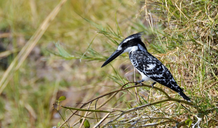 Pied Kingfisher