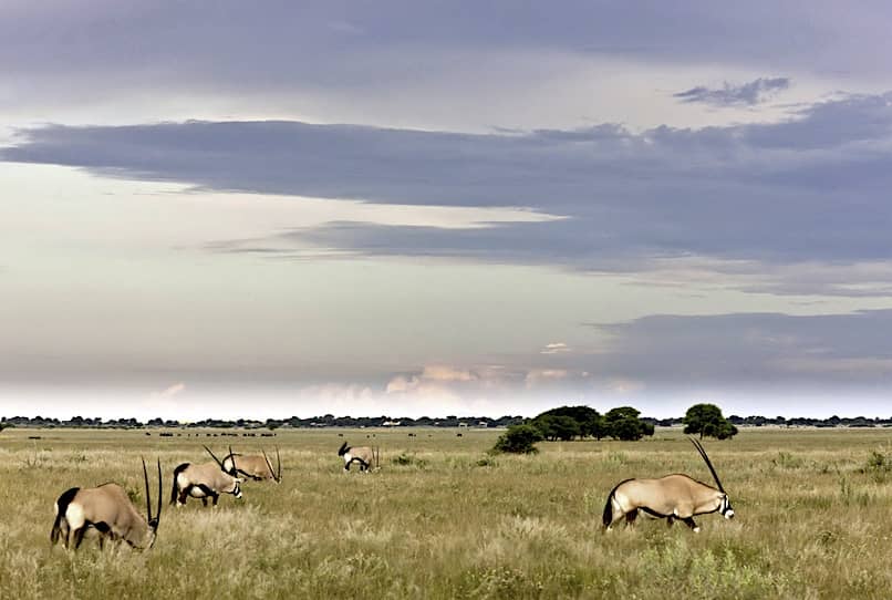 Oryx, Deception Valley, Botswana