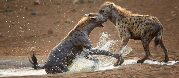 Wild Dogs, Zambia
