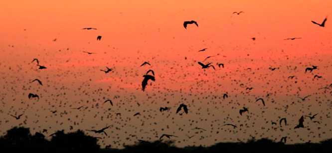 Bat Migration Kasanka National Park, Zambia