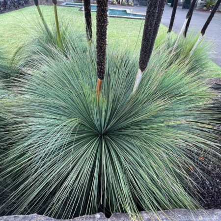 Needle‑thin blades sweep outward in a full circle, giving the Xanthorrhoea a shag‑pile halo of bush‑tough foliage.
