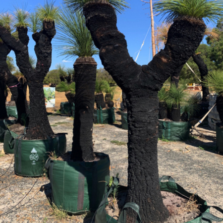 Charcoal‑black Xanthorrhoea trunks rise from green grow‑bags, their forked arms crowned with fresh tufts of bushy leaves.
