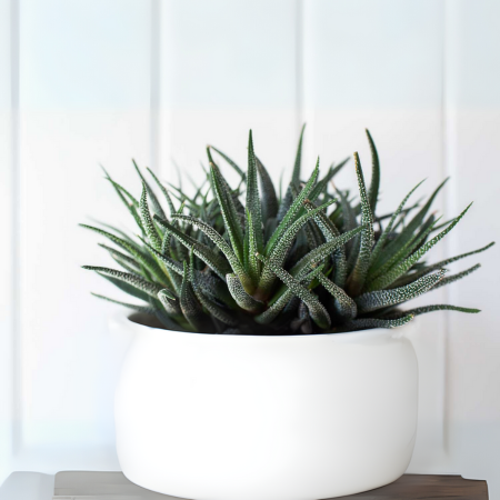  Haworthia’s bold green leaves and patterned texture make it a striking tabletop feature.
