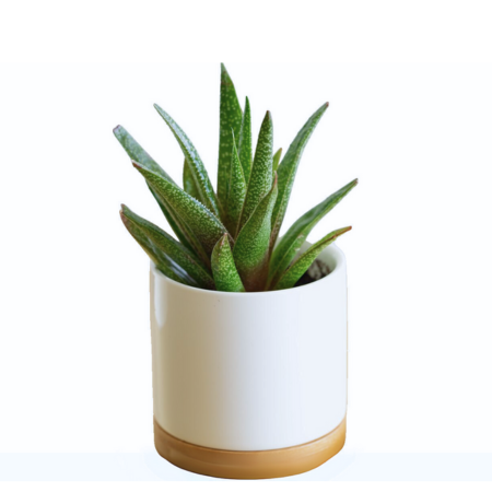 This small Gasteria makes a perfect low-maintenance addition to shelves or countertops.