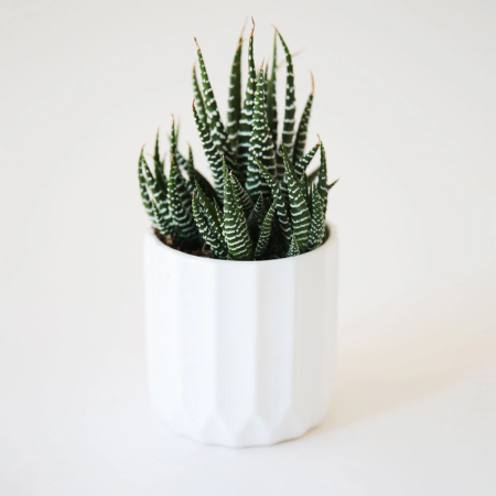 This Haworthiopsis attenuata features pointed green leaves with bright zebra-like markings.