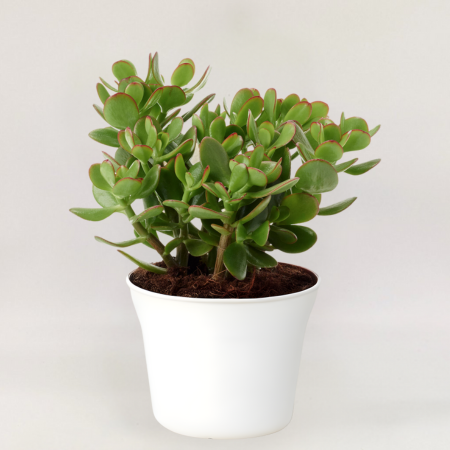 A hardy, slow-growing Jade plant with rounded leaves and rich green colouring.