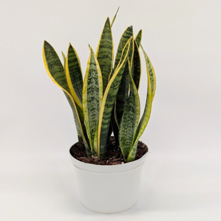 Known for its air-purifying qualities, the Snake plant suits homes, offices and everything in between.