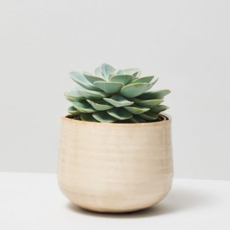 With its neat rosette and dusty green tones, this Echeveria brings calm to any space.