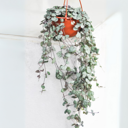 This Ceropegia woodii features delicate heart-shaped leaves on long, elegant vines.