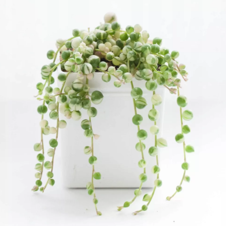 String of Pearls brings a unique, sculptural look with its spherical leaves and flowing vines.
