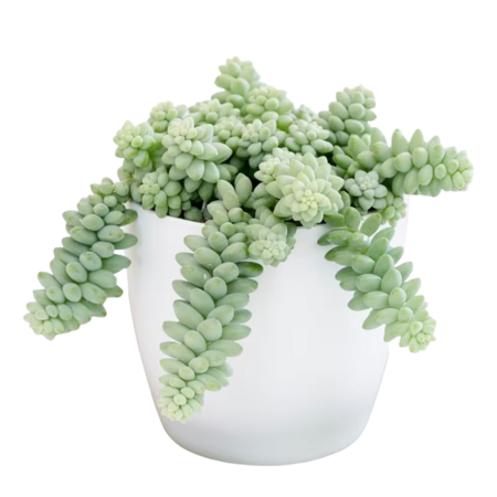 With its cascading stems and fleshy leaves, this Donkey’s Tail is perfect for shelves or hanging pots.