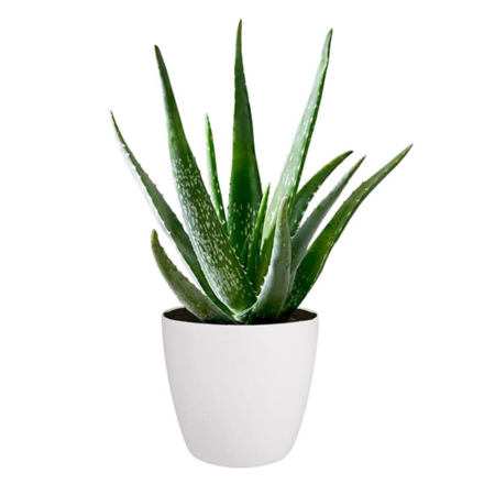 A vibrant Aloe vera plant in a white pot, known for its tall, fleshy green leaves and soothing gel.