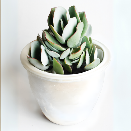 The silvery tones and red edges of this Silver Jade create subtle contrast and texture.