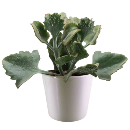 A striking Kalanchoe beharensis, known for its fuzzy leaves and dramatic silhouette.