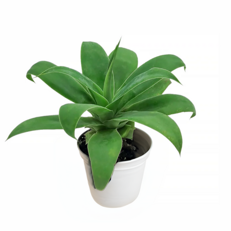 This Foxtail Agave’s soft, flowing leaves give it a relaxed yet structured look.