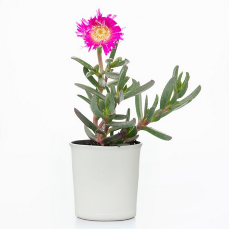 A cheerful Pig Face plant in a white pot, showing off its bright magenta flower.