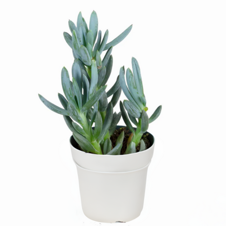 A pot of Blue Chalk Sticks with upright, blue-grey foliage that adds a cool tone to any space.