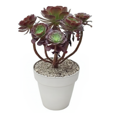 This Aeonium features thick, waxy leaves arranged in sculptural rosettes atop branching stems.