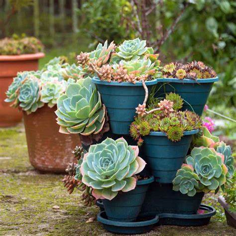 Hens and chicks