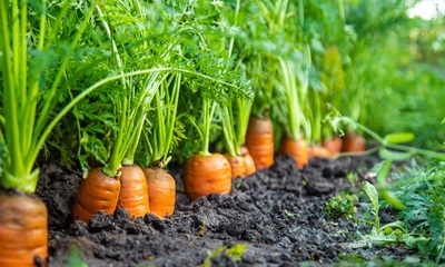 Carrots growing strong in rich soil—best to start planting during Melbourne’s autumn for a winter harvest.