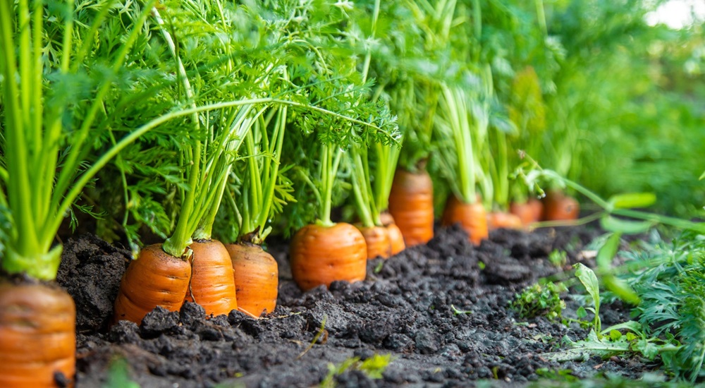 Carrots growing strong in rich soil—best to start planting during Melbourne’s autumn for a winter harvest.