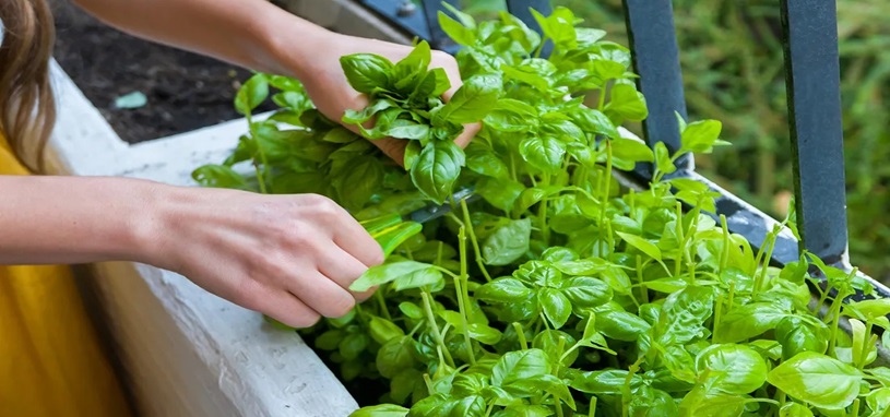 Person harvesting fresh green basil herbs with scissors from a garden planter. 