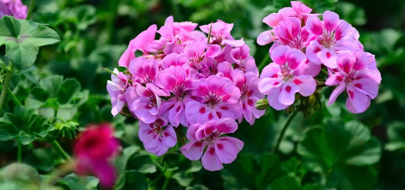Close-up of vibrant pink and purple geranium flowers in full bloom with green foliage in a garden setting. 