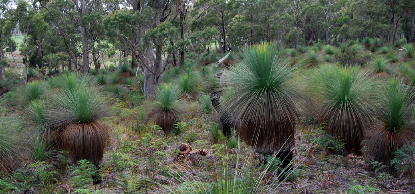 Southern grass trees glow through the eucalypt understorey, each sporting a russet skirt and a pom‑pom top.