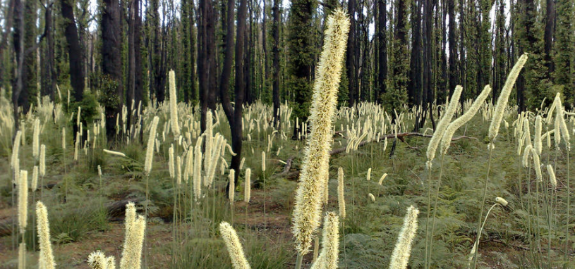 Creamy flower spikes of Xanthorrhoea minor poke up everywhere like fuzzy candles amid a charred Aussie bush backdrop.