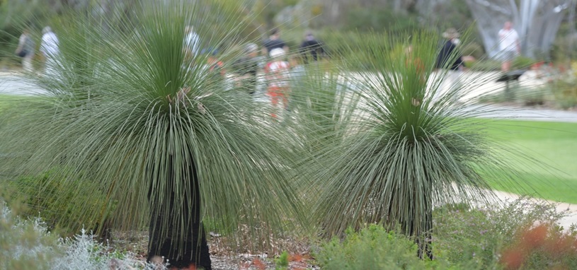 Two grey grass trees stand proud in a native garden bed, their charcoal trunks crowned with fountains of steel‑green blades.