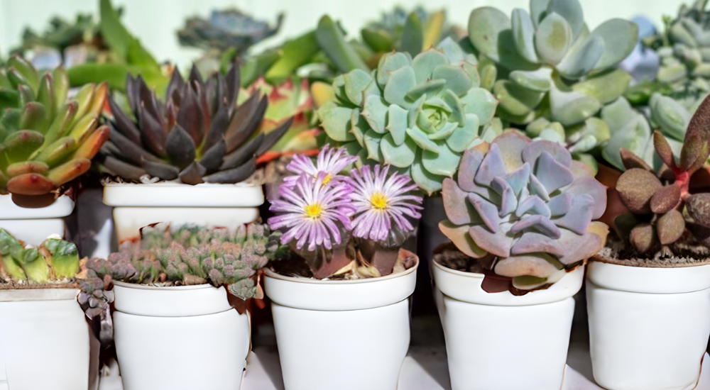 A colourful mix of succulents in white pots, perfect for brightening up your home or garden.