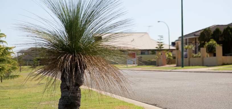 Grass tree garden