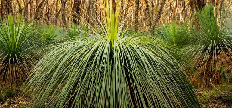 A group of small Xanthorrhoea minor (grass trees) in the bush.